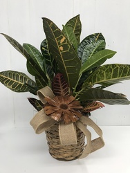Croton from Eagledale Florist in Indianapolis, IN