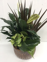 8" Ceramic Dish Garden from Eagledale Florist in Indianapolis, IN