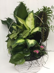 12" Plant Basket from Eagledale Florist in Indianapolis, IN