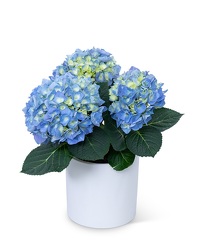 Blue Hydrangea Plant from Eagledale Florist in Indianapolis, IN