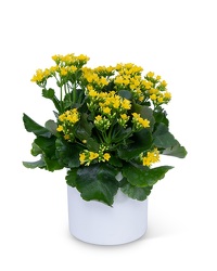 Yellow Kalanchoe Plant from Eagledale Florist in Indianapolis, IN