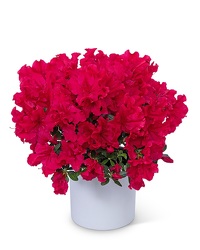 Azalea Plant from Eagledale Florist in Indianapolis, IN