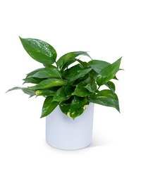 Pothos Plant from Eagledale Florist in Indianapolis, IN