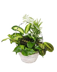 Medium Basket Planter from Eagledale Florist in Indianapolis, IN