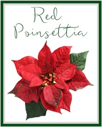 Red Poinsettia from Eagledale Florist in Indianapolis, IN