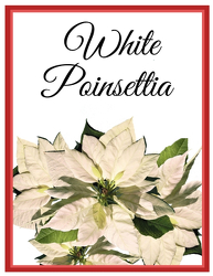 White Poinsettia from Eagledale Florist in Indianapolis, IN
