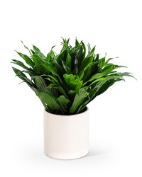 Dracaena Compacta from Eagledale Florist in Indianapolis, IN