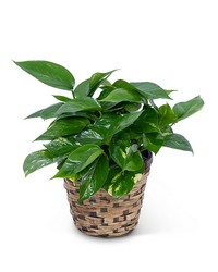 Pothos Plant in Basket from Eagledale Florist in Indianapolis, IN
