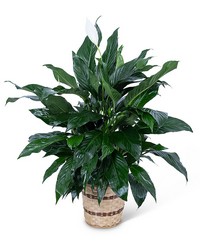Medium Peace Lily Plant from Eagledale Florist in Indianapolis, IN
