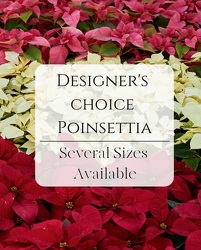Designer's Choice Poinsettia from Eagledale Florist in Indianapolis, IN