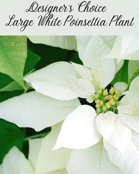 Large White Poinsettia from Eagledale Florist in Indianapolis, IN