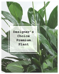 Designer's Choice Premium Planter from Eagledale Florist in Indianapolis, IN