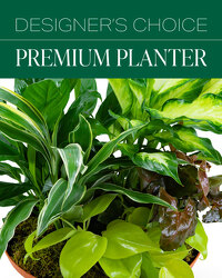 Designer's Choice Premium Planter from Eagledale Florist in Indianapolis, IN