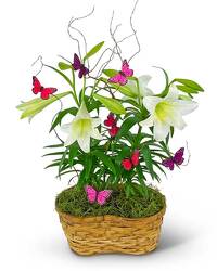 Easter Lilies in Spring Basket from Eagledale Florist in Indianapolis, IN