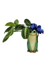 The Garden Frog from Eagledale Florist in Indianapolis, IN