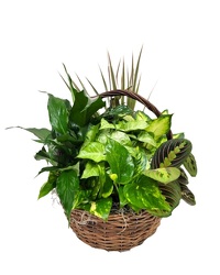 Large Basket Planter from Eagledale Florist in Indianapolis, IN