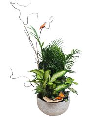 Medium Ceramic Dish Garden from Eagledale Florist in Indianapolis, IN