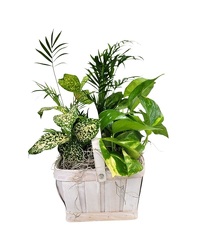 Small Square Basket Planter from Eagledale Florist in Indianapolis, IN