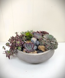 Succulent Garden from Eagledale Florist in Indianapolis, IN