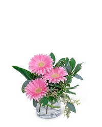 Gerbera Simplicity from Eagledale Florist in Indianapolis, IN