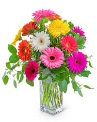 One Dozen Dashing Gerbera from Eagledale Florist in Indianapolis, IN