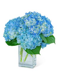 Hydrangeas In Blue from Eagledale Florist in Indianapolis, IN