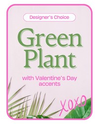 Designer's Choice Valentine's Day Green Plant  from Eagledale Florist in Indianapolis, IN