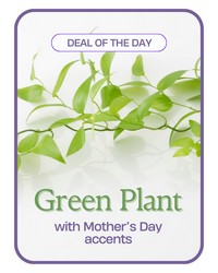 Green Plant with Mother's Day Accents