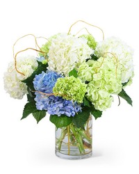 "Hello, Hydrangea!" from Eagledale Florist in Indianapolis, IN