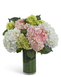Hydrangea Glow from Eagledale Florist in Indianapolis, IN