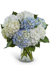 Lovely Lush Hydrangea from Eagledale Florist in Indianapolis, IN