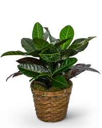 Croton Plant in Basket from Eagledale Florist in Indianapolis, IN