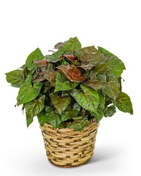 Arrowhead Plant in Basket from Eagledale Florist in Indianapolis, IN