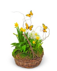 Spring Plants with Butterflies from Eagledale Florist in Indianapolis, IN