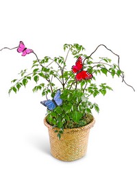 Butterfly China Doll Plant in Basket from Eagledale Florist in Indianapolis, IN