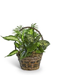 Tranquil Dish Garden in Basket from Eagledale Florist in Indianapolis, IN
