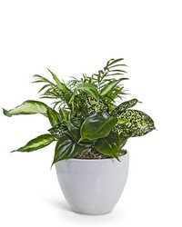 Serene Dish Garden from Eagledale Florist in Indianapolis, IN Serene Dish Garden from Eagledale Florist in Indianapolis, IN