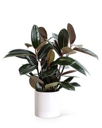 Rubber Tree Plant from Eagledale Florist in Indianapolis, IN