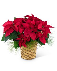 Large Red Poinsettia Basket from Eagledale Florist in Indianapolis, IN