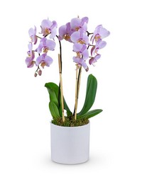 Phalaenopsis Orchid from Eagledale Florist in Indianapolis, IN
