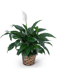 Peace Lily Plant from Eagledale Florist in Indianapolis, IN