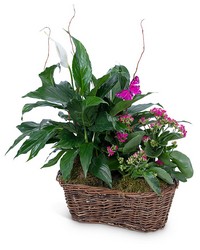 Harmony Basket with Butterflies from Eagledale Florist in Indianapolis, IN