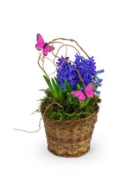 Hyacinth Plant in Basket from Eagledale Florist in Indianapolis, IN
