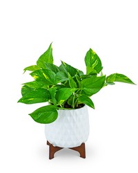 Mod Pothos Plant from Eagledale Florist in Indianapolis, IN