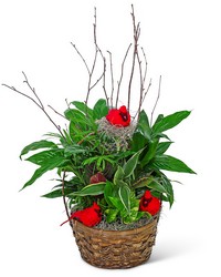Dish Garden with Cardinals from Eagledale Florist in Indianapolis, IN
