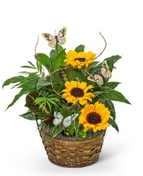 Dish Garden with Sunflowers and Butterflies from Eagledale Florist in Indianapolis, IN