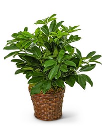 Miniature Schefflera Plant from Eagledale Florist in Indianapolis, IN