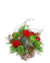 Festive Tidings from Eagledale Florist in Indianapolis, IN